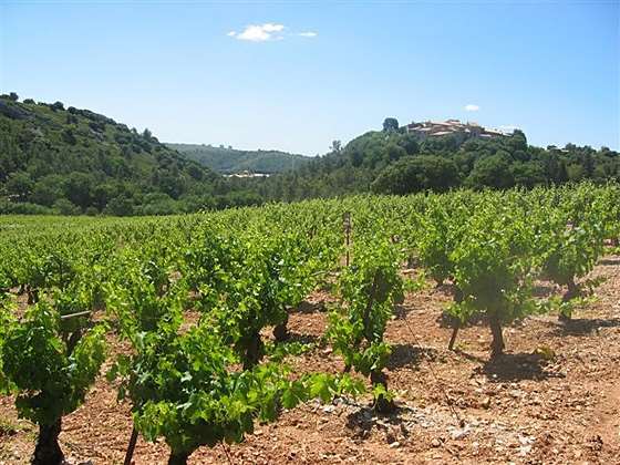 Montpellier vinmarker